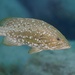 Island Grouper - Photo (c) Michael Bommerer, some rights reserved (CC BY), uploaded by Michael Bommerer