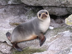 Arctocephalus tropicalis