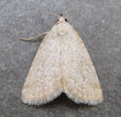 Protodeltote albidula