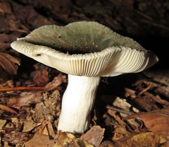 Russula parvovirescens