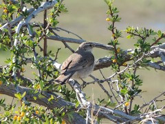 Upucerthia dumetaria