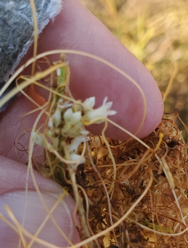 Image of Cuscuta subinclusa by (c) Millie Basden, some rights reserved (CC BY)
