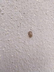 Sciocoris homalonotus