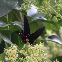 Mimoides thymbraeus aconophos