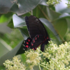 Mimoides thymbraeus aconophos