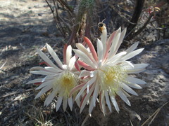 Nyctocereus serpentinus