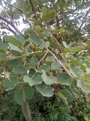 Piliostigma thonningii