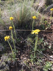 Senecio actinella