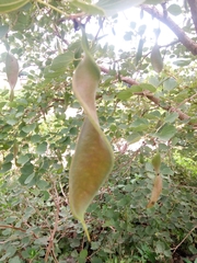 Piliostigma thonningii