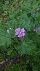 Malva sylvestris