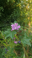 Malva sylvestris