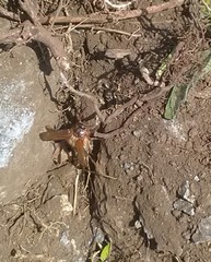 Melolontha melolontha