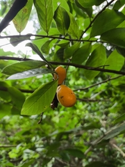 Sapranthus microcarpus, photograph (c) Jonathan Rodriguez, some rights reserved (CC BY)