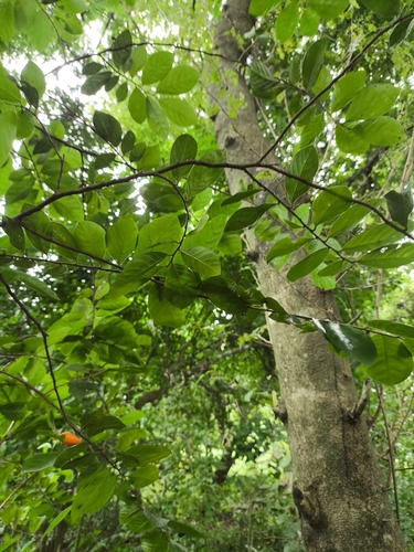 Sapranthus microcarpus, photograph 4