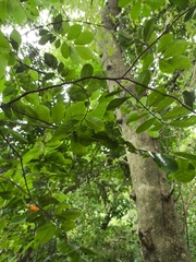 Sapranthus microcarpus, photograph (c) Jonathan Rodriguez, some rights reserved (CC BY)