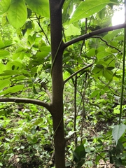 Sapranthus microcarpus, photograph (c) Jonathan Rodriguez, some rights reserved (CC BY)