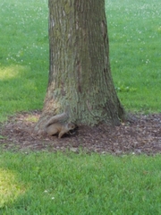 Sciurus carolinensis
