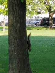 Sciurus carolinensis