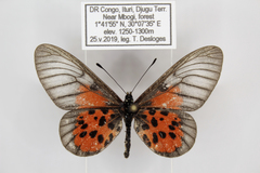 Acraea iturina