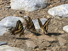 Papilio pilumnus