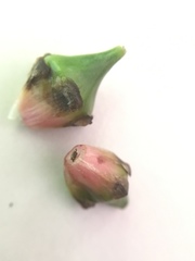 Sparganium eurycarpum