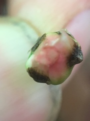 Sparganium eurycarpum