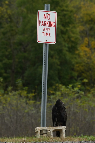 Turkey Vulture photographed in Ohio
