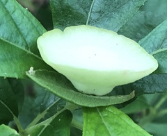 Exobasidium vaccinii