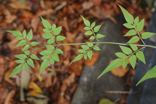 Jasminum officinale