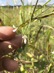 Desmodium tweedyi
