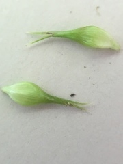 Carex comosa