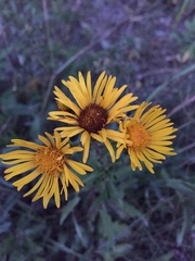 Inula