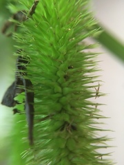 Carex comosa