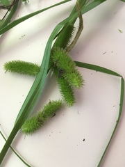 Carex comosa