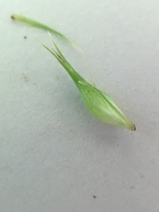 Carex comosa