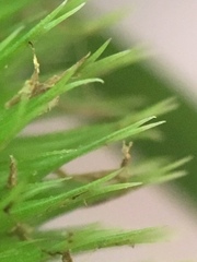 Carex comosa