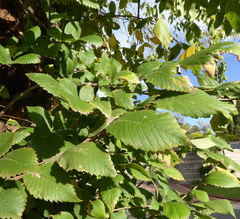 Ulmus americana