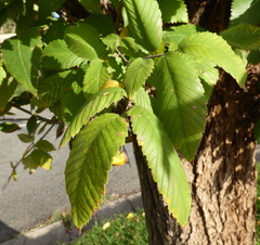 Ulmus americana