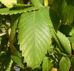 Ulmus americana