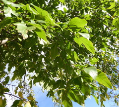 Ulmus americana