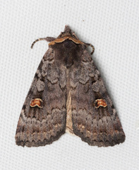 Adelphagrotis stellaris