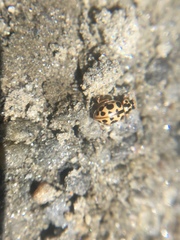 Anisosticta bitriangularis