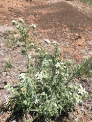 Oreocarya suffruticosa setosa