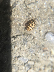 Anisosticta bitriangularis