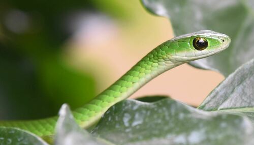 Western Green Snake