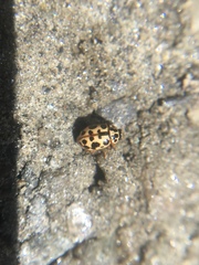 Anisosticta bitriangularis