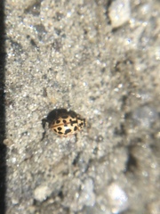 Anisosticta bitriangularis