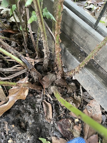 Dryopteris × australis, photograph 4