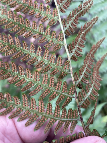 Dryopteris × australis, photograph 3