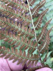 (c) lejones417, some rights reserved (CC BY-SA) Dryopteris × australis, photograph (c) lejones417, some rights reserved (CC BY-SA)